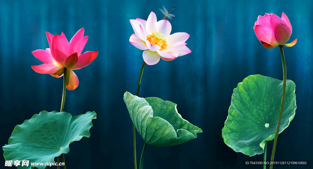 荷花