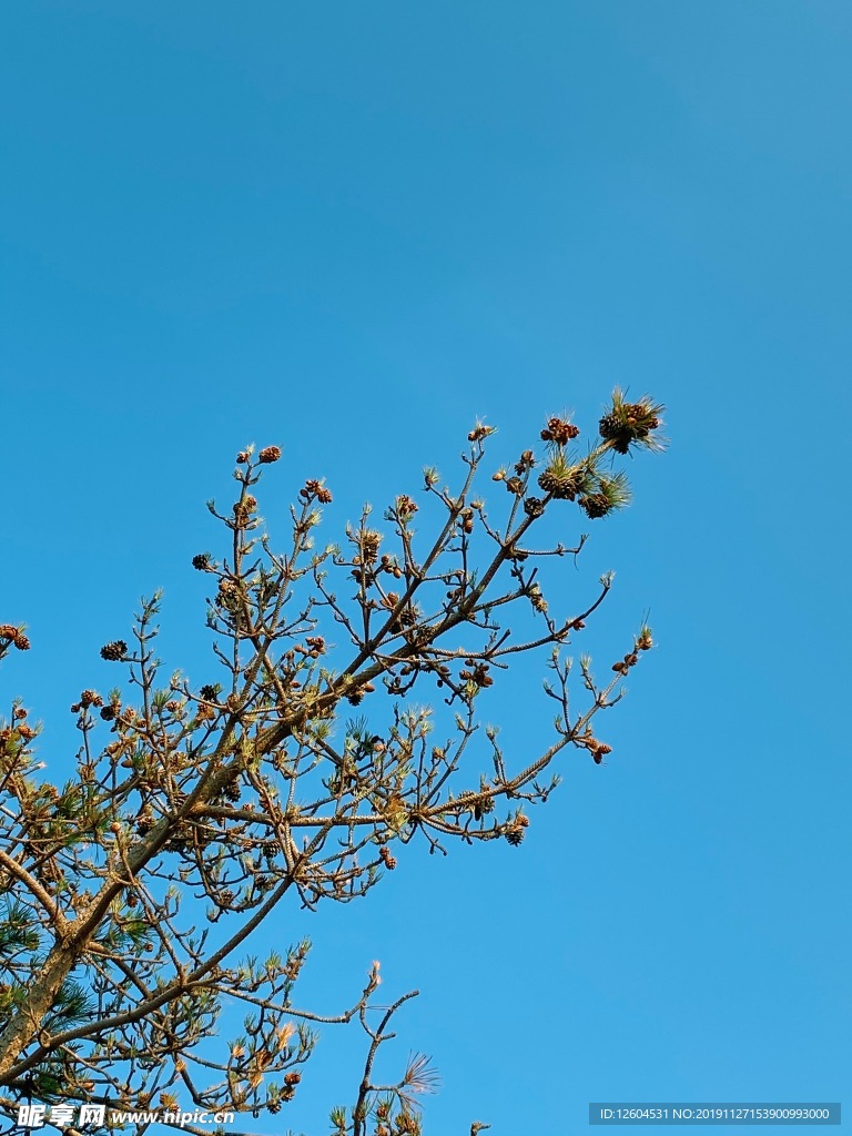 蓝天树木风景图片