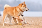 狗