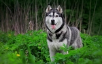 狗