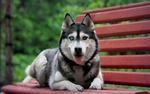 狗