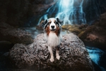 狗