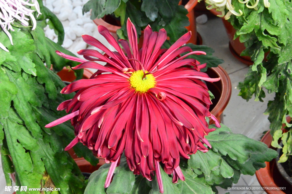 菊花