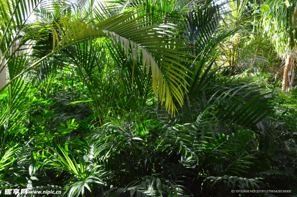 观叶植物