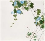 牵牛花