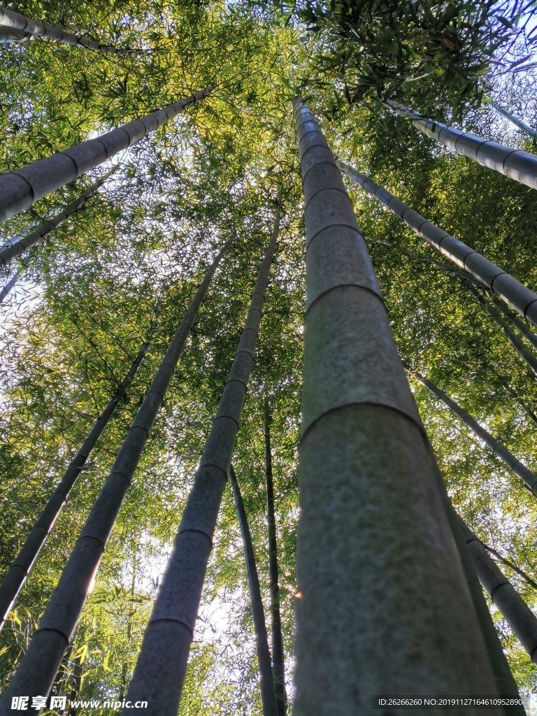 竹林