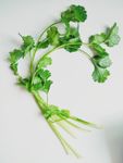 香菜 蔬菜 青菜  芫荽 香荽