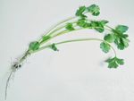 香菜 蔬菜 青菜  芫荽 香荽