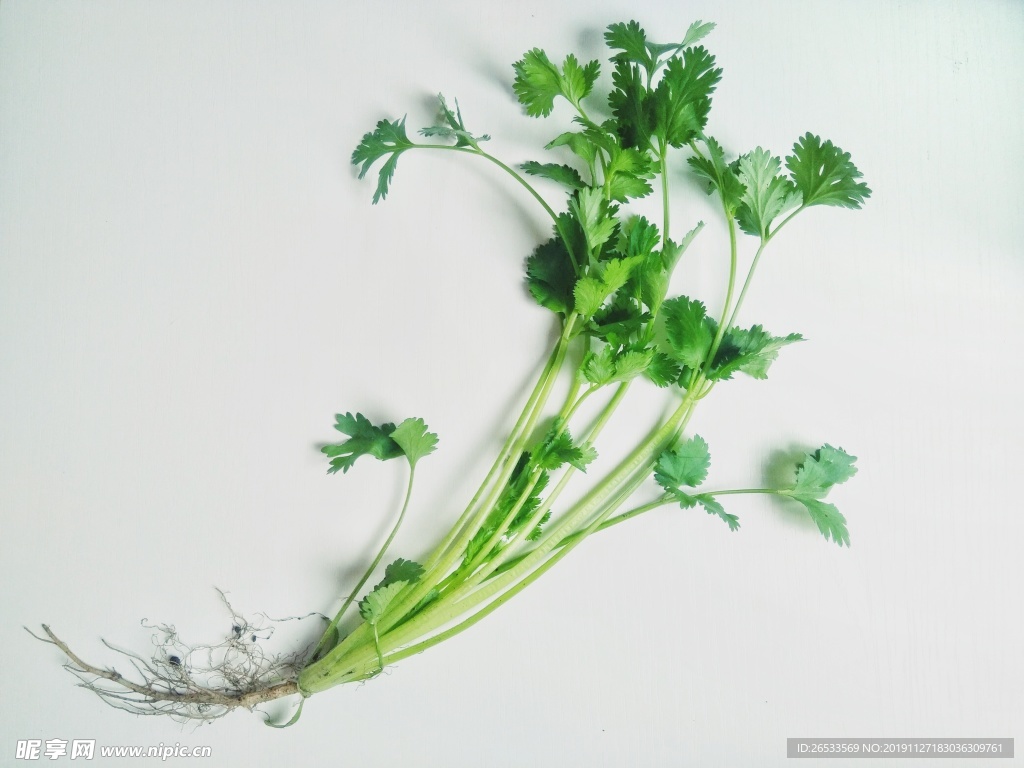 香菜 蔬菜 青菜  芫荽 香荽