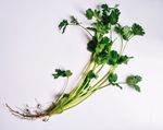 香菜 蔬菜 青菜  芫荽 香荽