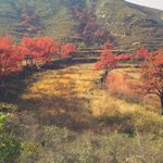 秋季里的山坡