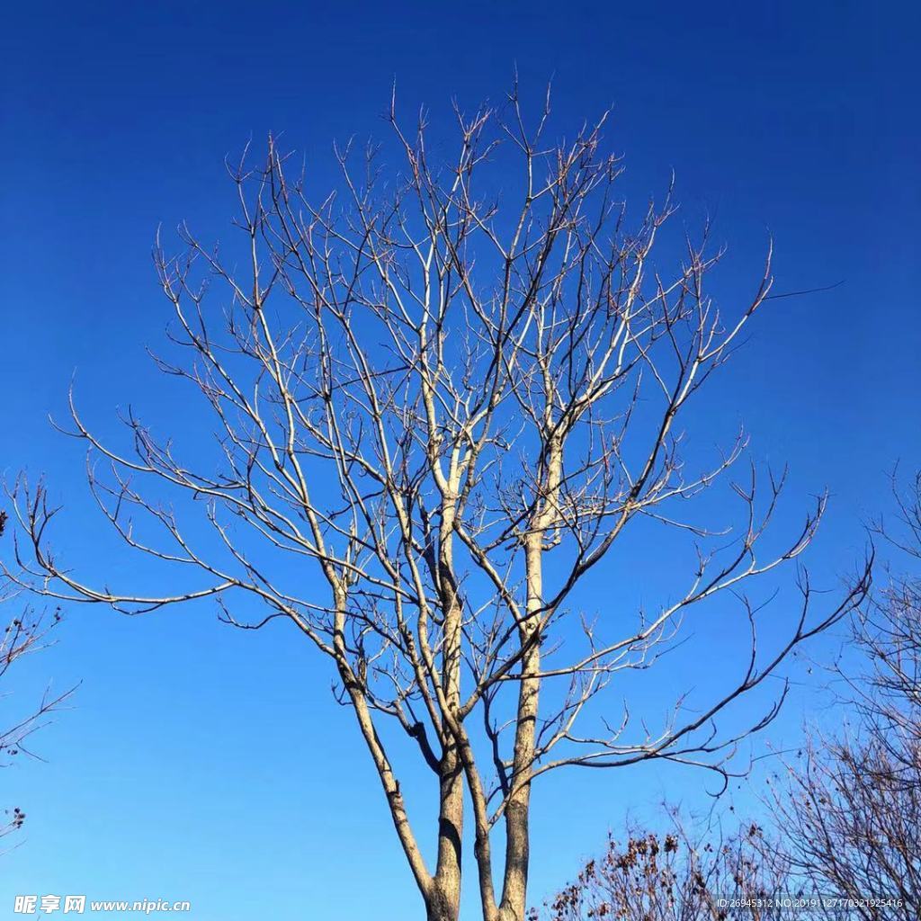 冬天的树林摄影图片-冬天的树林摄影作品-千库网