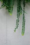 绿植