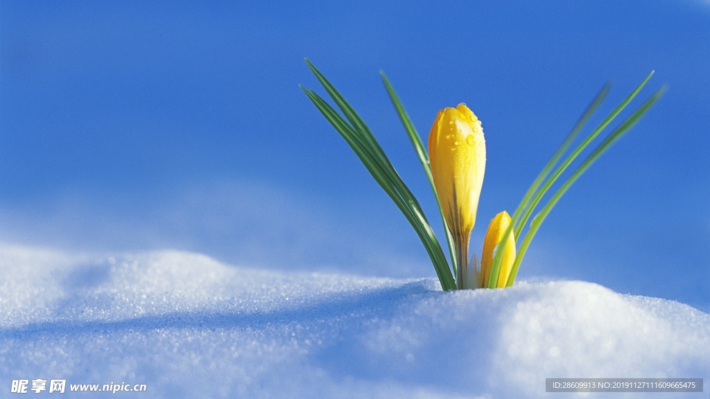 雪地鲜花百合特写背景图