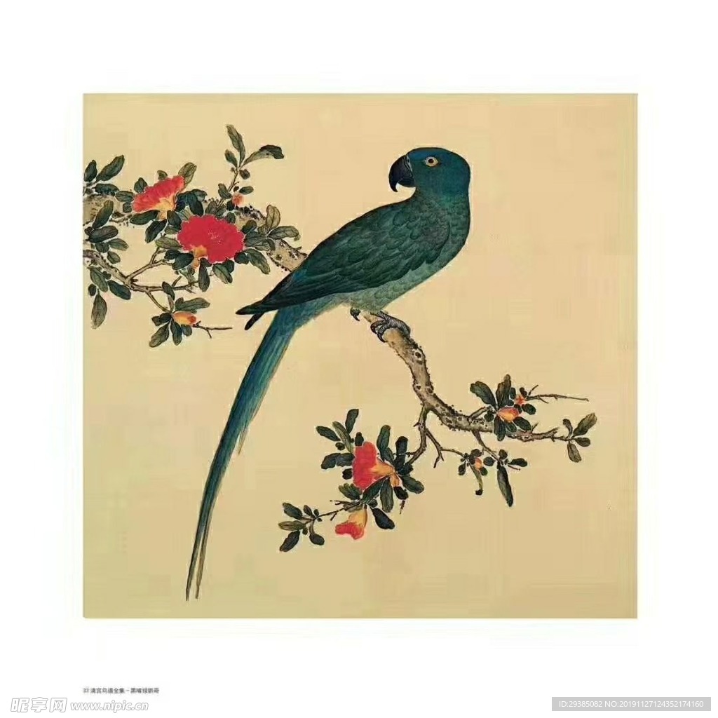 鹦鹉