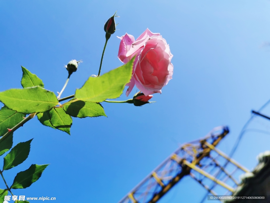 花与天空