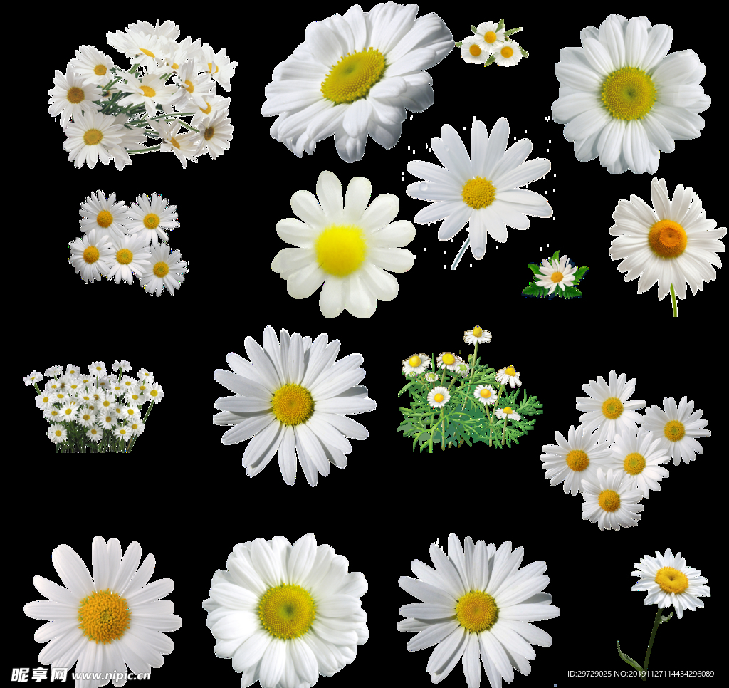 菊花