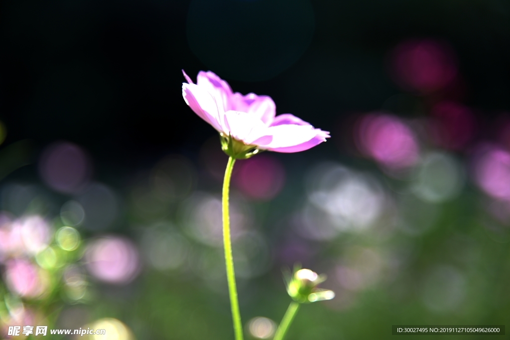 格桑花