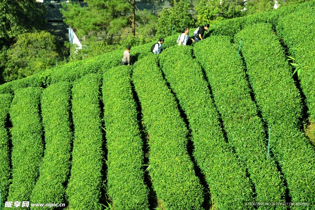 南山茶海