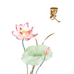 荷花