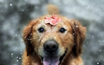 狗