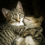 猫