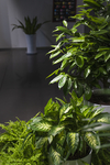 办公室绿植摄影