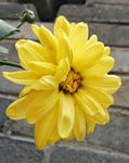 花 菊花 黄菊花 秋天  绽放