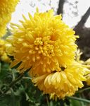 花 菊花 黄菊花 秋天  绽放