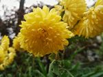 花 菊花 黄菊花 秋天  绽放