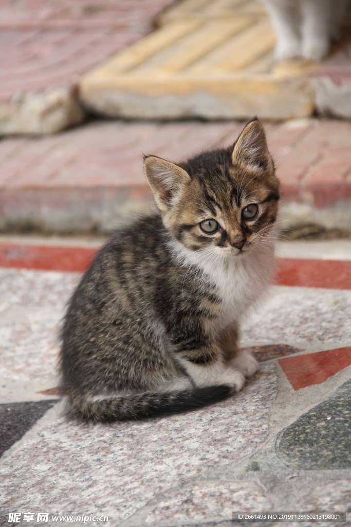 虎纹小花猫