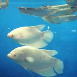 水族馆里的鱼