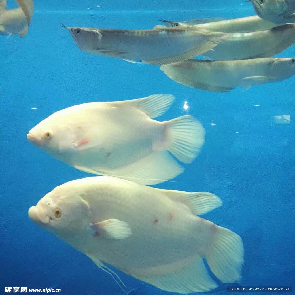 水族馆里的鱼