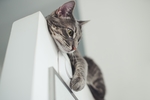 门上的猫