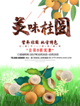 桂圆