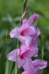 唐菖蒲 花卉 菖兰 剑兰 穗状