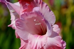 唐菖蒲 花卉 菖兰 剑兰 穗状