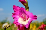 唐菖蒲 花卉 菖兰 剑兰 穗状