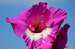 唐菖蒲 花卉 菖兰 剑兰 穗状