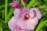 唐菖蒲 花卉 菖兰 剑兰 穗状