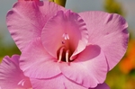 唐菖蒲 花卉 菖兰 剑兰 穗状
