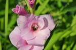 唐菖蒲