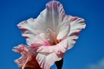唐菖蒲 花卉 菖兰 剑兰 穗状