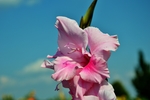 唐菖蒲 花卉 菖兰 剑兰 穗状