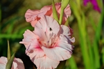 唐菖蒲