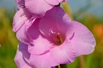 唐菖蒲 花卉 菖兰 剑兰 穗状
