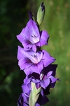 唐菖蒲 花卉 菖兰 剑兰 穗状