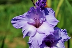 唐菖蒲