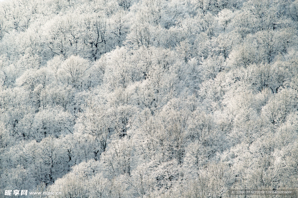 雪地