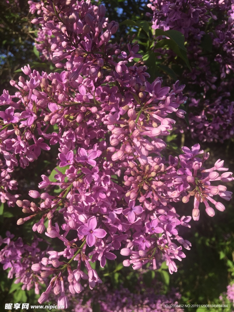 丁香花